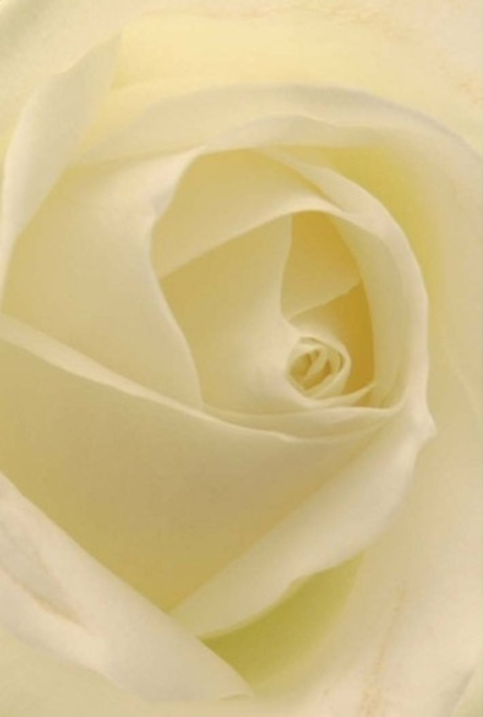 Gazing closely at this classic rose, one becomes immersed in the delicate interplay of its white and cream petals-a layering that seems both deliberate and effortless, echoing the quiet elegance of Guildford's town center in spring. Each petal reflects a blend of subtle shades, as though lit from within by the softest morning light, and their matte, creamy texture conjures images of fine silk draped across the florist's worktable. The spiral core coalesces into a symbol of unspoken resilience and purity, while faint shadows weave among each fold, lending a hypnotic depth to the bloom. A gentle perfume, fresh and serene, seems to drift from the rose-perfect for marking heartfelt occasions from celebrations at Stoke Park to ceremonies at Guildford Cathedral. This flower's beauty is both comforting and refined, a fitting tribute for love, remembrance, or reconciliation. Every aspect reflects not only nature's perfection, but also the meticulous hands that crafted it for someone in the Guildford community-a true testament to local floral mastery.